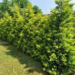 Cyprusovec leylandský (Cupressocyparis leylandii) ´GOLD RIDER´ - výška 140-160 cm, kont. C18/35L